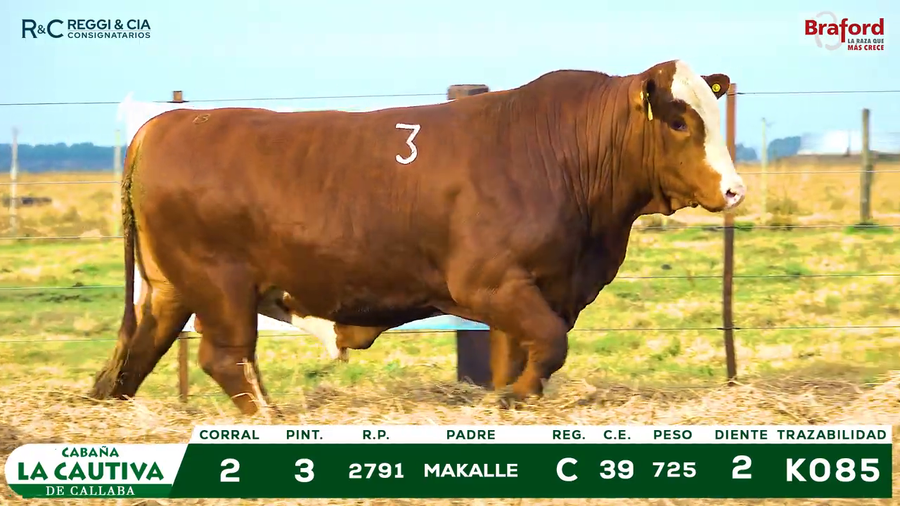 Lote TOROS BRAFORD  REGISTRADOS Cabaña La Cautiva