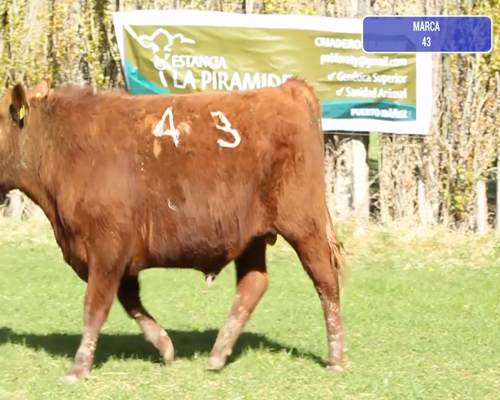 Lote 1 Toro en Río Ibáñez, XI Región Aysén