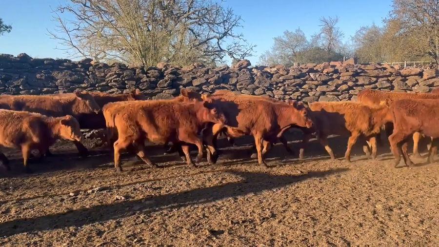Lote Terneras