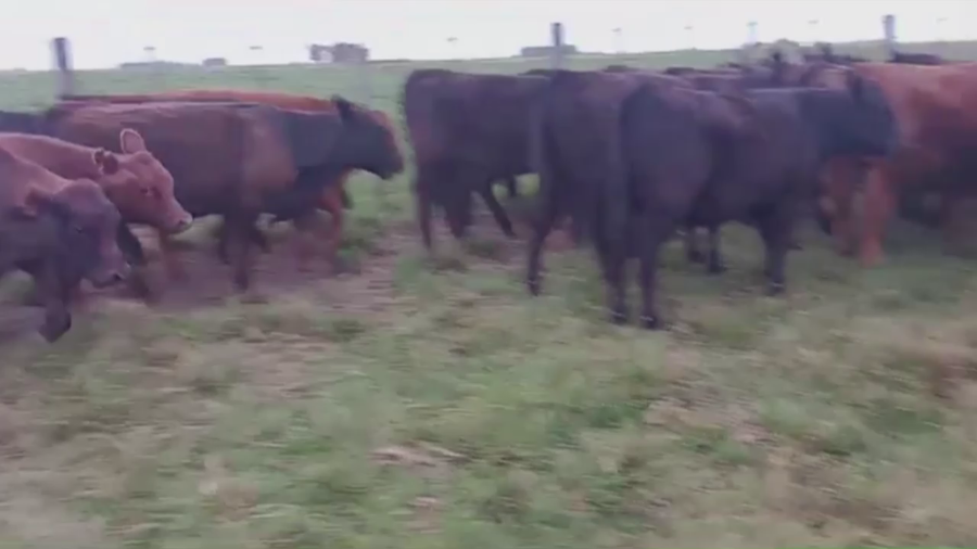 Lote 60 TERNS MACHOS Y HEMBRAS, 9 DE JULIO, PCIA. DE BS. AS.