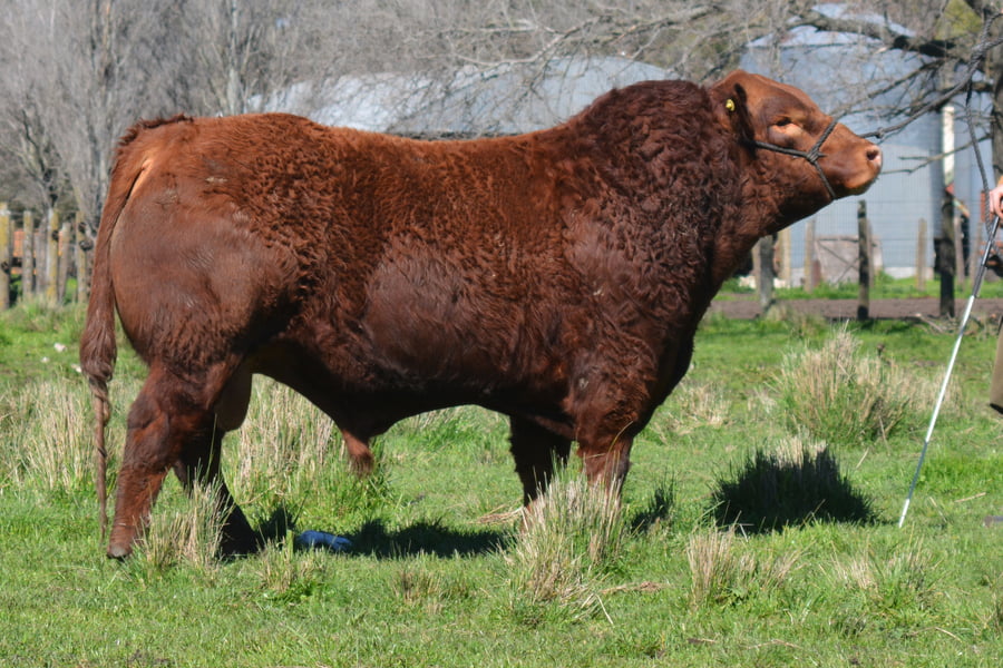Lote TOROS PP 2 años