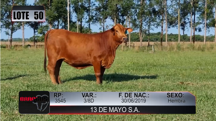Lote Nacional de Otoño Brangus Campo - Lote 50