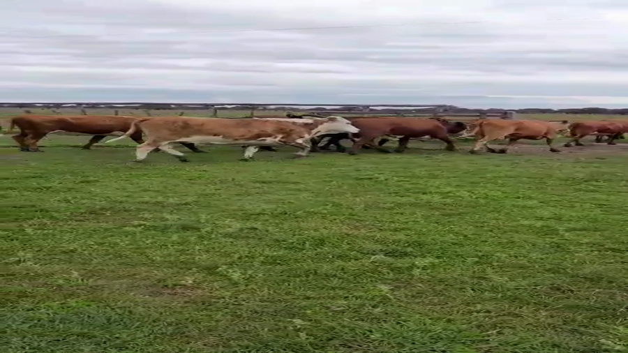 Lote 15 Vacas de invernar