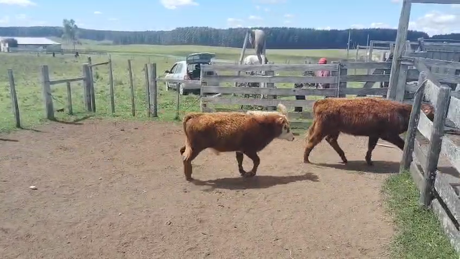 Lote 12 Terneros enteros en Cerro Largo, Plácido Rosas