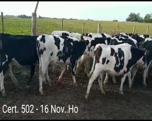 Lote (Vendido)16 Novillos HO a remate en Remate virtual de Coco Morales & Asoc. 240kg -  en A 8 KM DE MIGUELETE - COLONIA