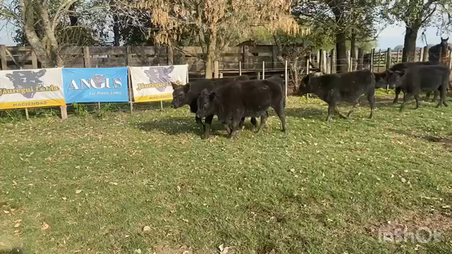 Lote 70 Terneros