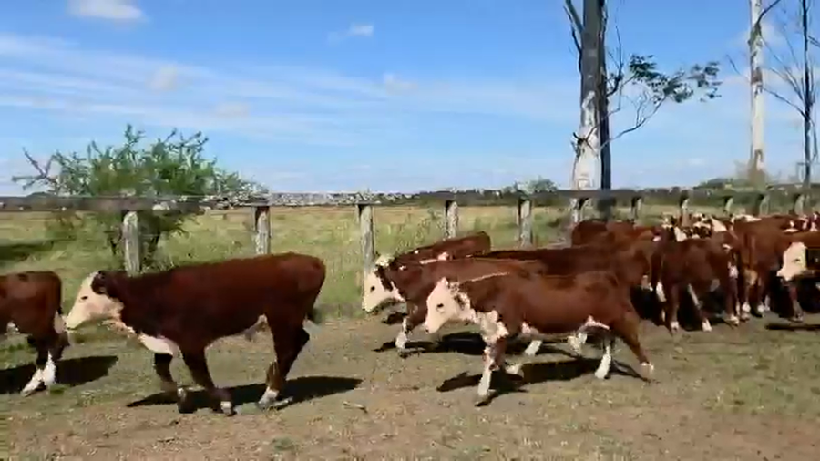 Lote 70 Terneras