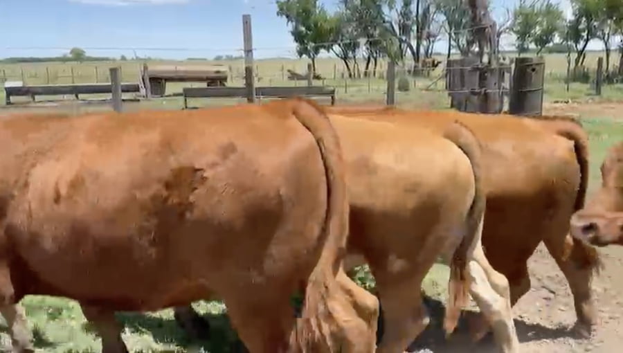 Lote 19 Novillos