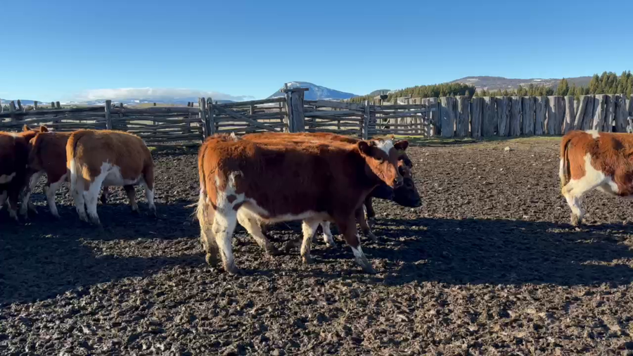 Lote 40 Vaquilla Engorda en Coyhaique, XI Región Aysén