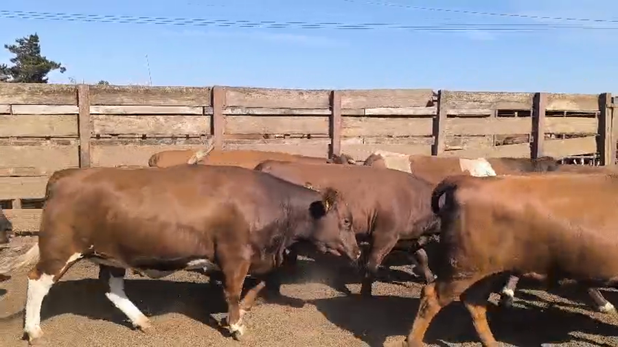 Lote 20 Vaquilla Gorda en Los Ángeles, VIII Región Biobío