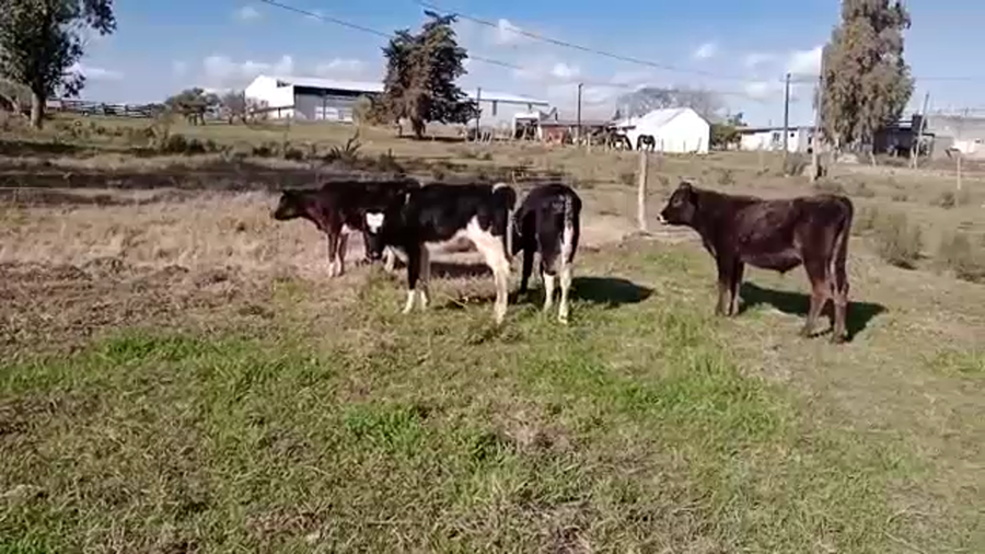 Lote (Vendido)4 Terneros HOLANDO JERSEY a remate en 5to remate por pantalla ENTRE MARTILLOS 110kg -  en PUNTAS DE VALDEZ