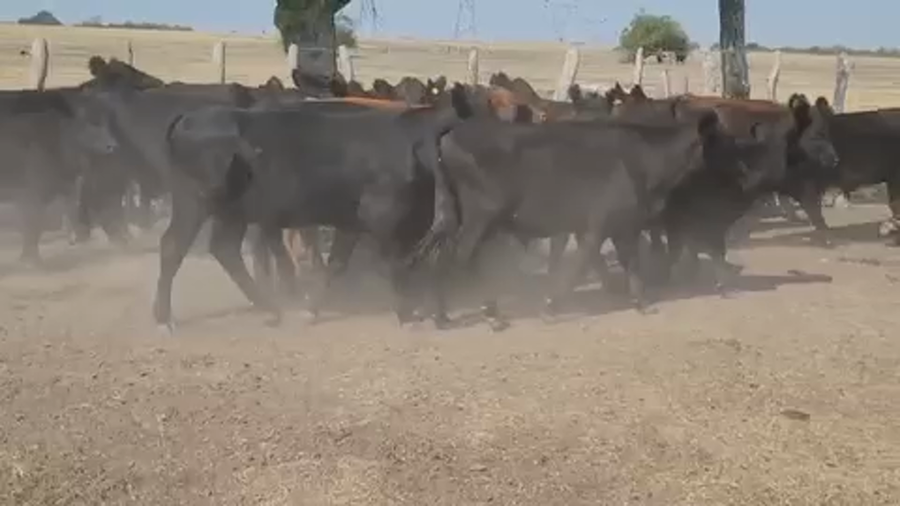 Lote 32 Terneros en Villaguay, Entre Ríos