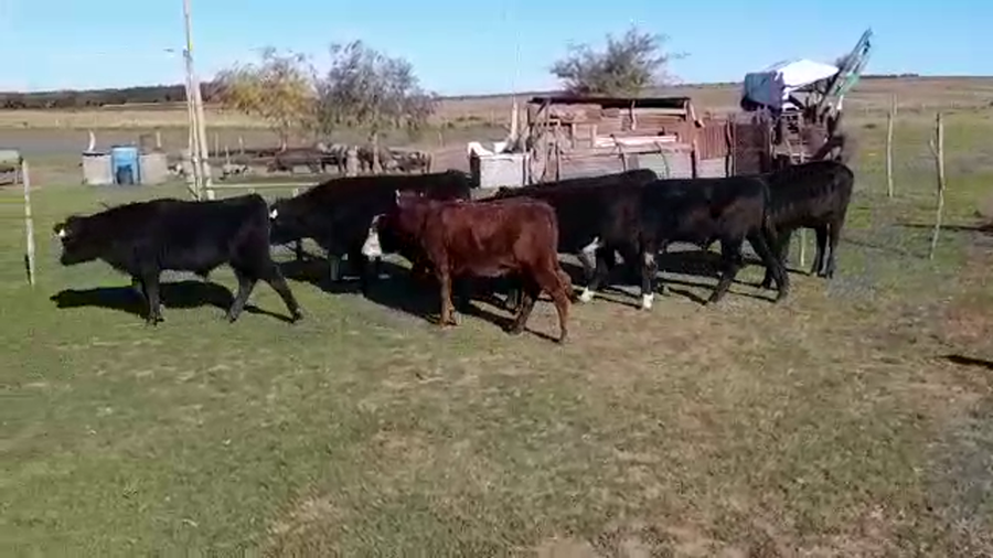 Lote TERNEROS/AS