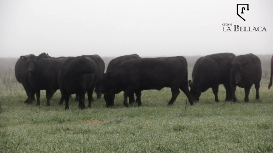Lote VAQUILLONAS ANGUS MAS - LA BELLACA