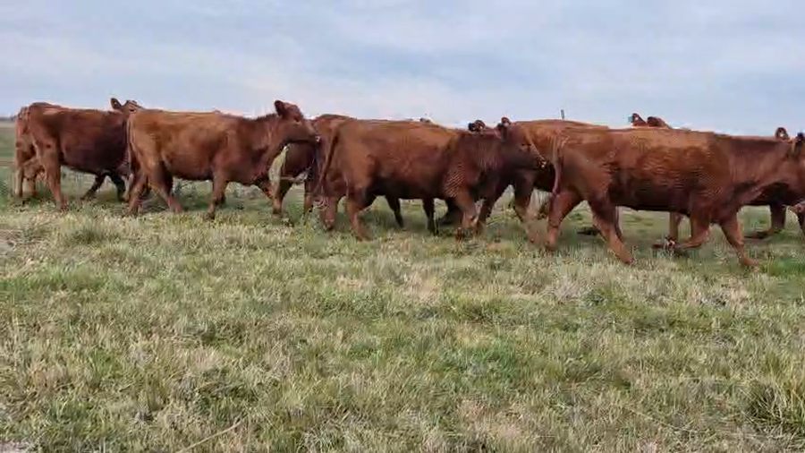 Lote 22 VAQ G/P PC