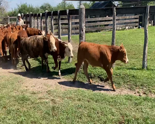 Lote 78 Terneros/as en Mercedes, Corrientes