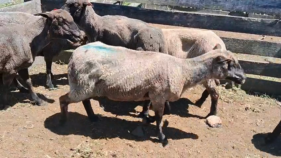 Lote 6 Ovejas a remate en Ultima pantalla del año - Escritorio Camy, San José