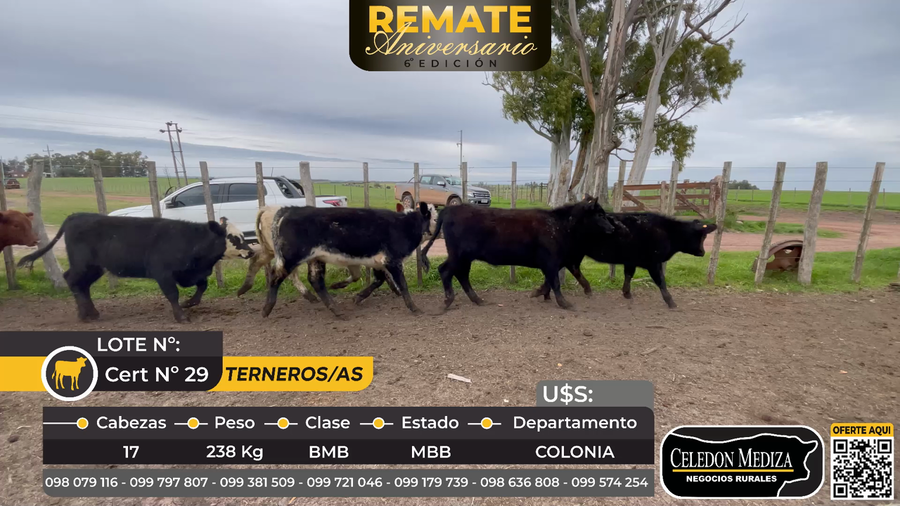 Lote 17 Terneros y Terneras en Colonia