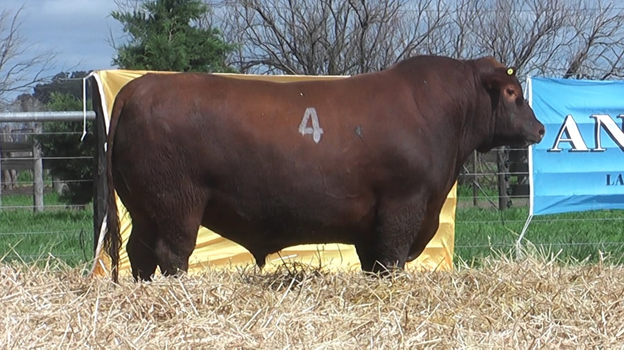 Lote TOROS ANGUS PUROS CONTROLADOS