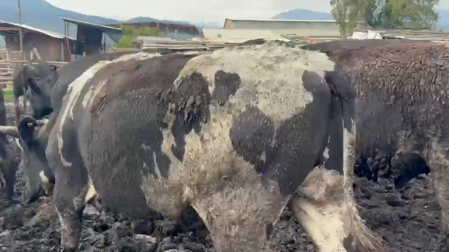 Lote 50 Vaquilla Gorda en Codegua, VI Región O-Higgins