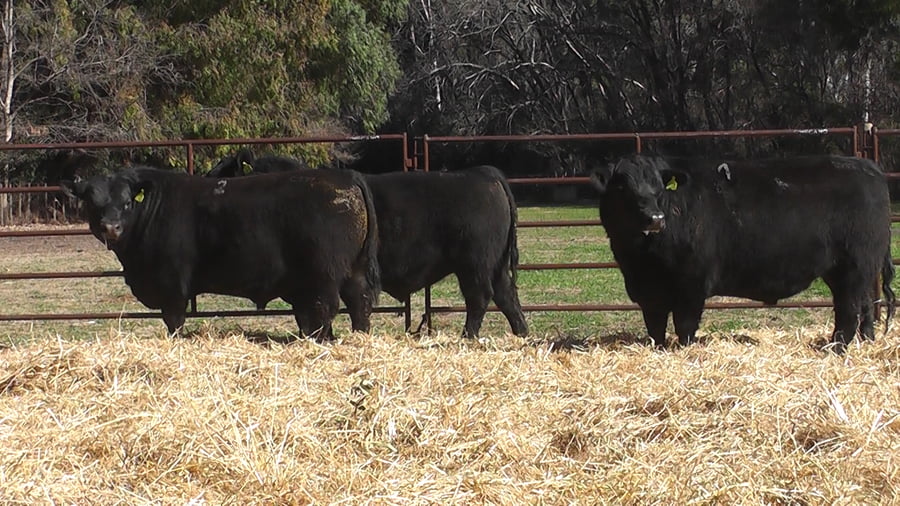 Lote TOROS PUROS DE PEDIGREE