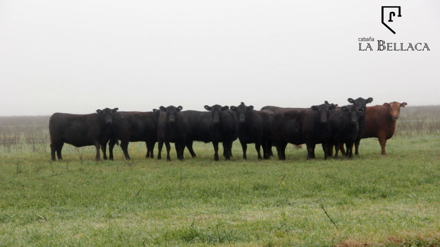 Lote VAQUILLONAS GENERALES - LA BELLACA