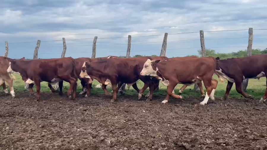 Lote 57 Terneros/as en Corrientes, Curuzú-Cuatiá