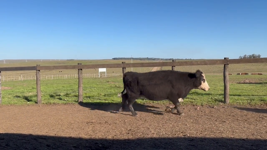 Lote Vacas Preñadas