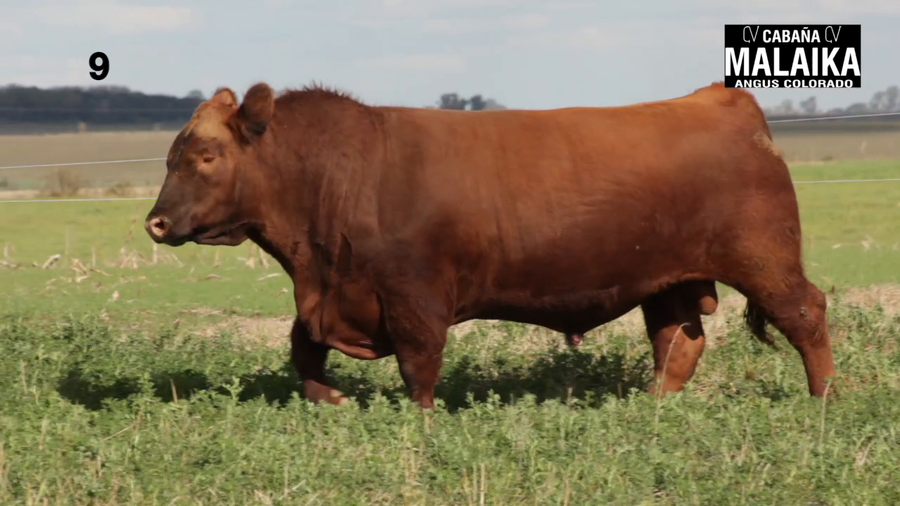 Lote "TORO PURO DE PEDIGREE ""CABAÑA MALAIKA"""