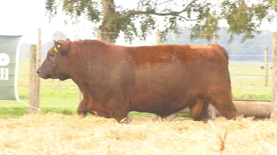 Lote TOROS PUROS POR CRUZA