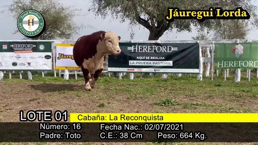Lote TORO
