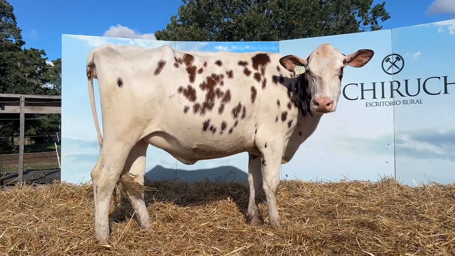Lote VACAS PROXIMAS CABAÑA MALKE-KO