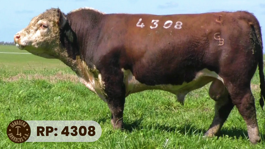 Lote RP 4308