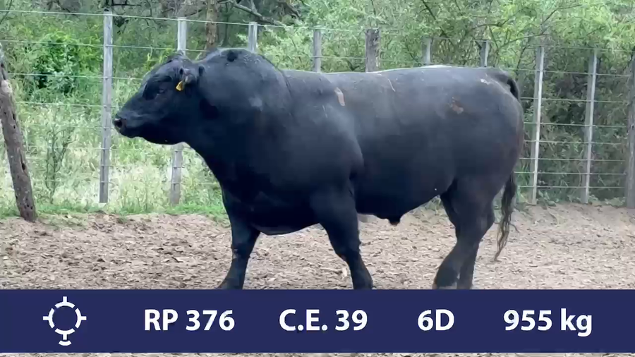 Lote 1 Toros PP en Córdoba, Gral. Roca