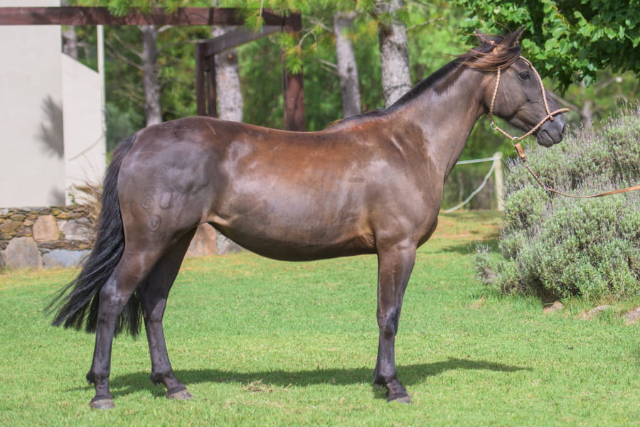 Lote Wilda Guadalupe