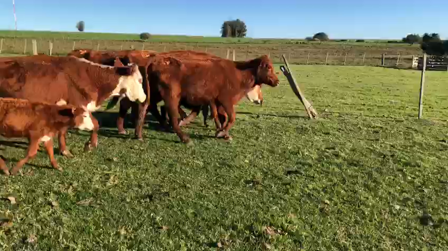 Lote 12 piezas de cria