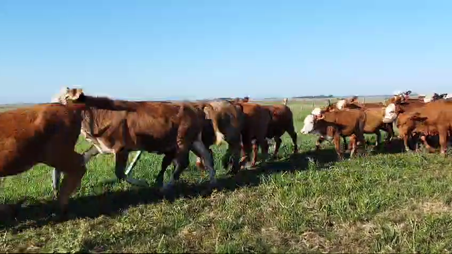 Lote 74 Terneras