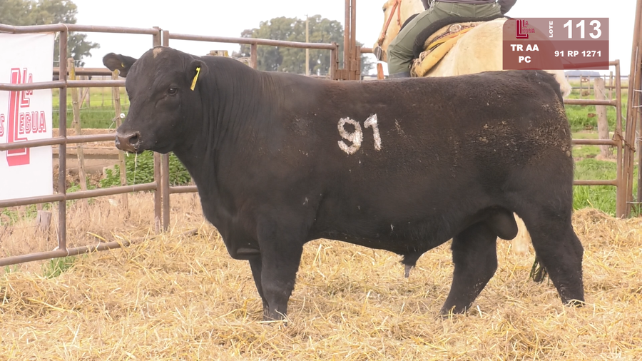 Lote TOROS ANGUS NEGROS  PC