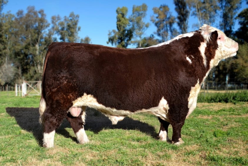 Lote Dosis de Semen Jotabe X4167 "Tropero"