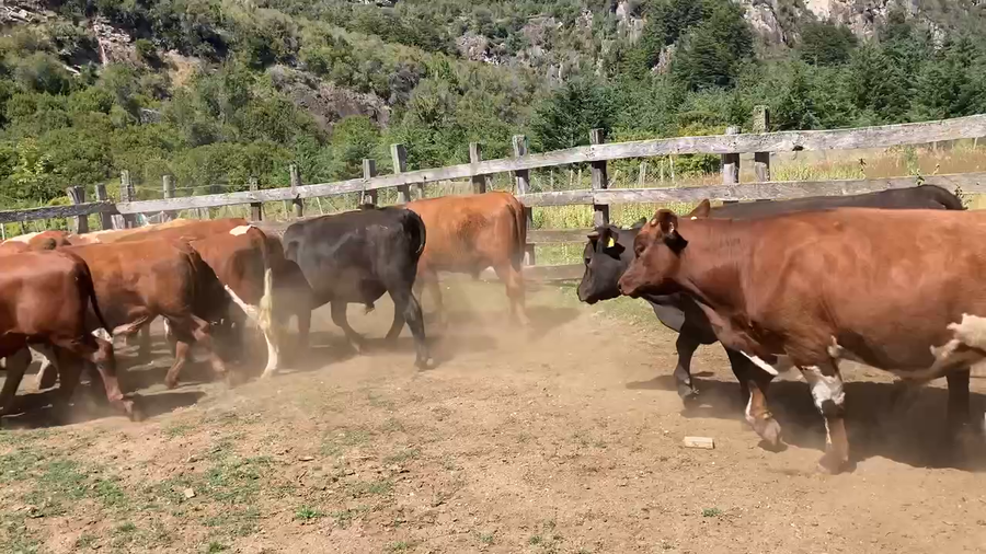 Lote 45 Novillo Engorda en Aysén, XI Región Aysén