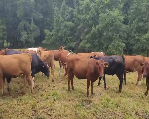 Lote 55 Vaquilla Engorda en Cunco, IX Región Araucanía