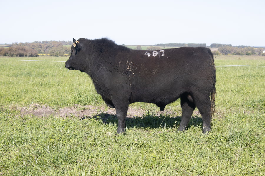 Lote 48