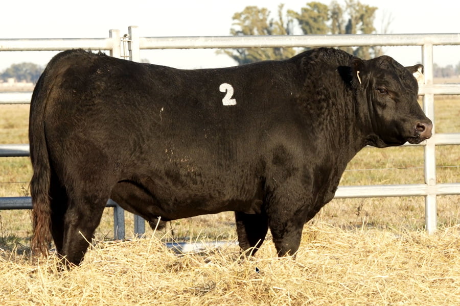 Lote TOROS ANGUS PUROS CONTROLADOS