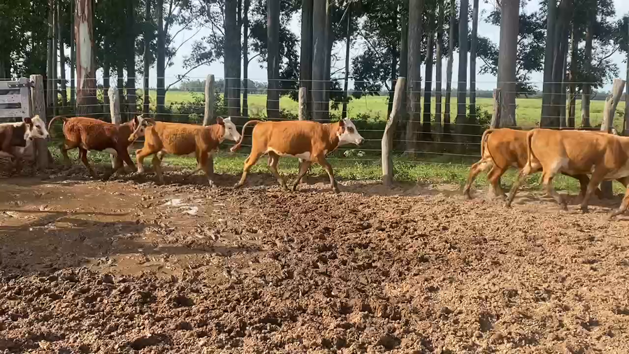 Lote 120 Terneras en Esquina, Corrientes