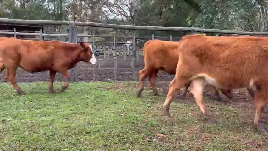 Lote 60 Novillitos/Novillos en Corrientes, Monte Caseros