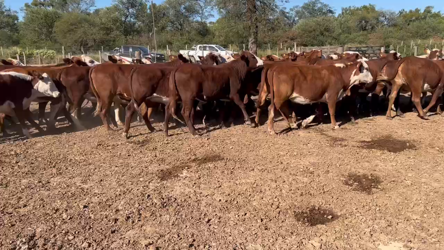 Lote 56 Vaquillonas P/ entorar en Los Pirpintos, Santiago del Estero