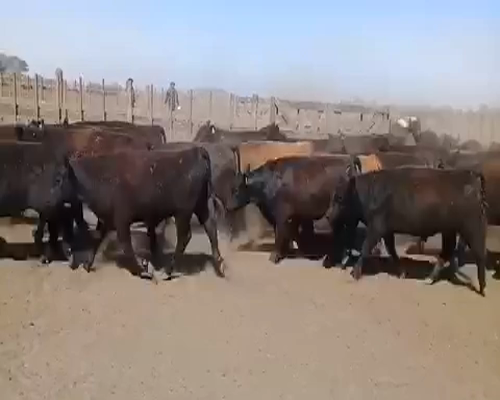 Lote 60 Novillitos en Saladillo, Buenos Aires