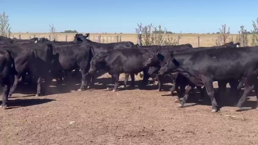 Lote 60 TERNS. MACHOS, OLAVARRIA, PCIA. BS. AS.