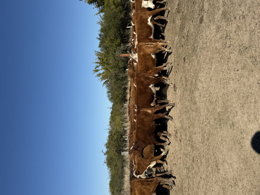 Lote 75 Terneros/as