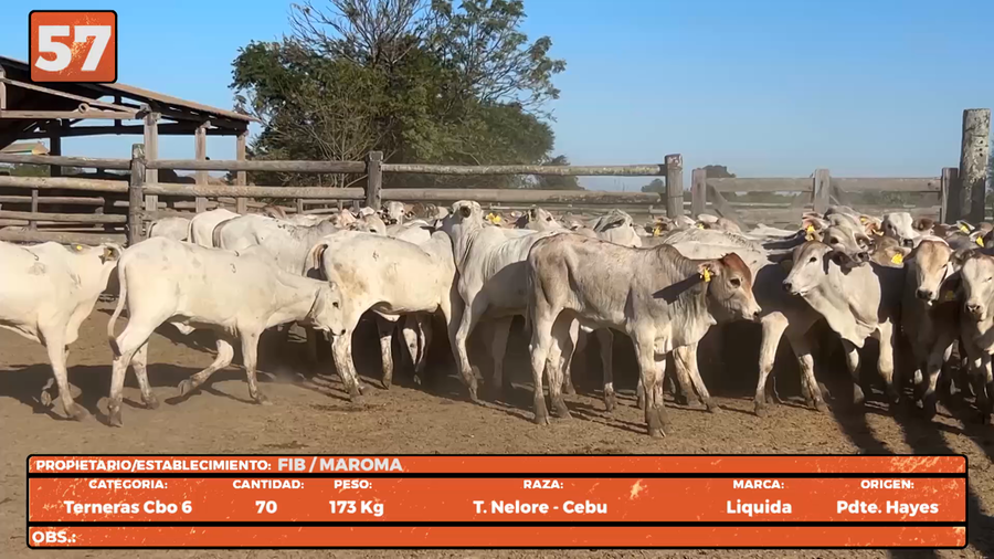 Lote LOTE 57